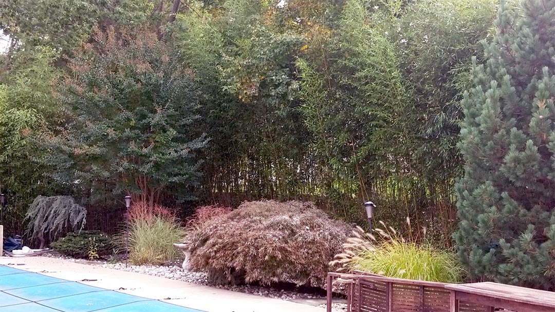 backyard bamboo privacy hedge