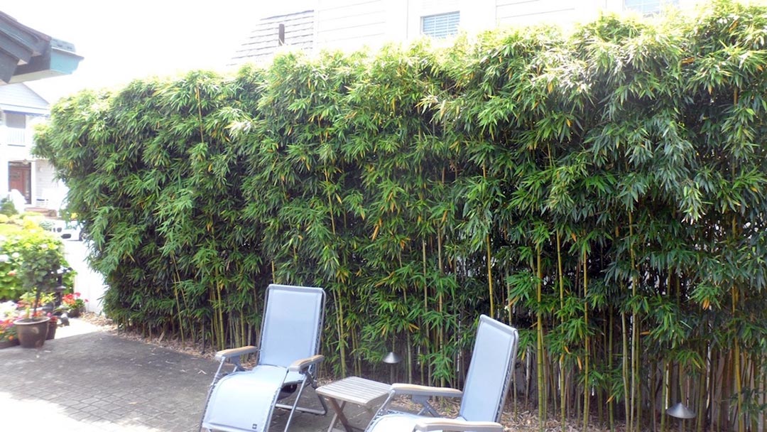 bamboo formal hedge
