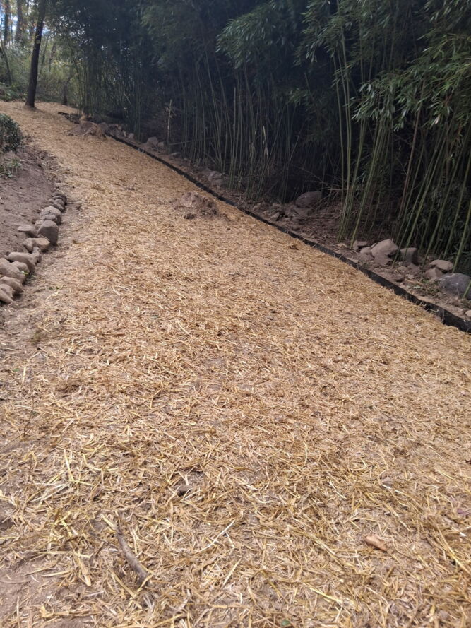 PA Bamboo Removal and Containment