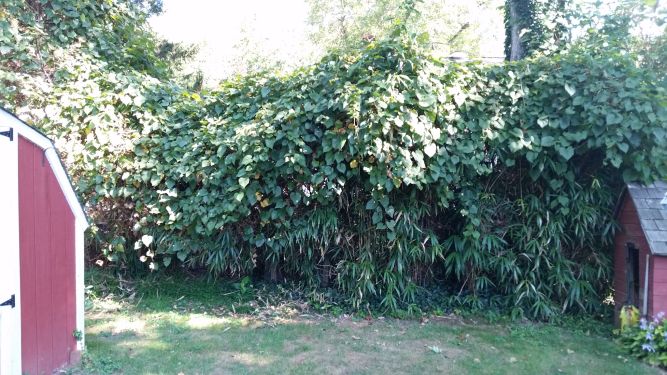 bamboo containment ordinance complaint removal