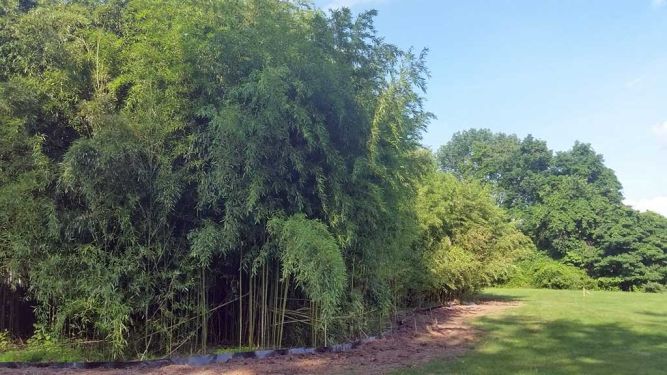 bamboo removal company containment New Jersey NJ