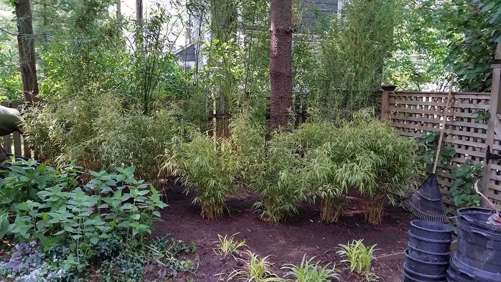 bambooplantsnj NJ Bamboo Landscaping