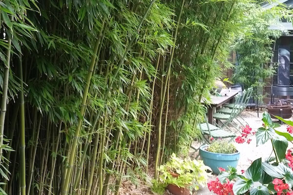 Nj Bamboo Landscaping Plants, Types Of Bamboo For Landscaping