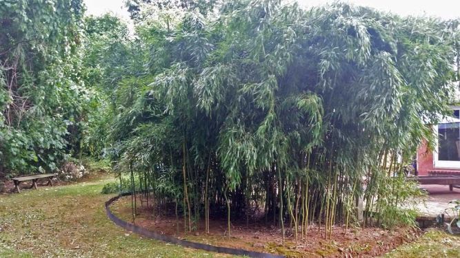 abington township pa bamboo