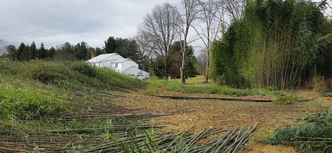 Bamboo Removal Site Preperation