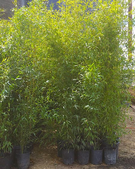 phyllostachys bissetii bamboo