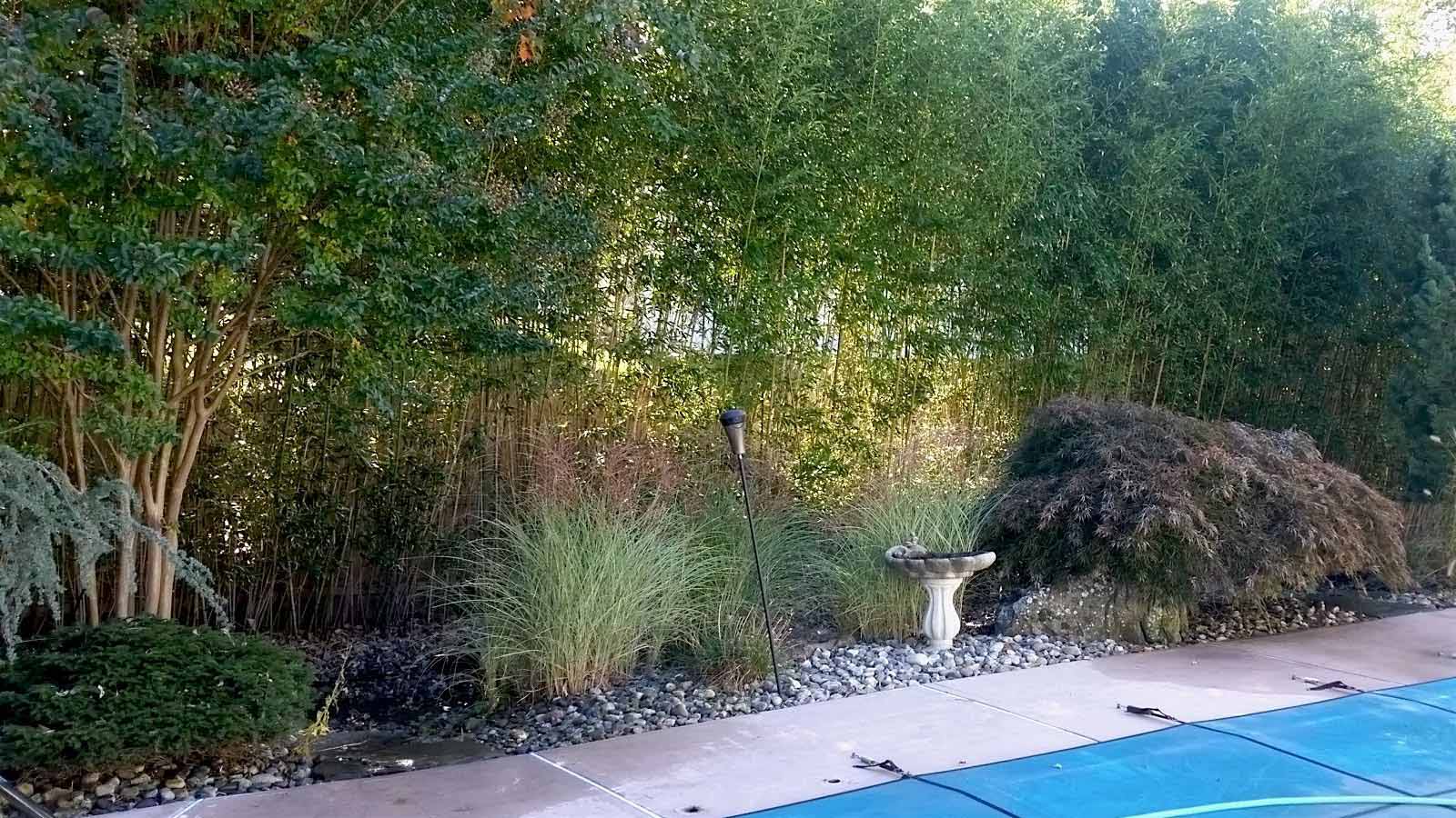 privacyhedgesnj NJ Bamboo Landscaping
