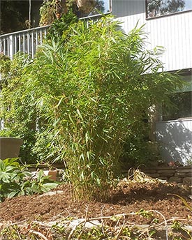 Fargesia rufa bamboo