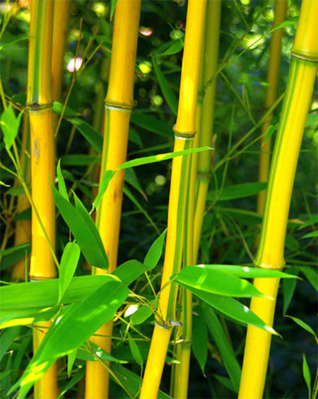Spectabilis Bamboo Plant Sale
