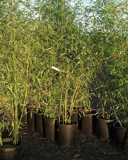 phyllostachys aureosulcata bamboo