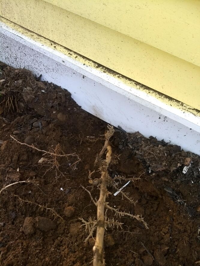 Bamboo Growing Under a House
