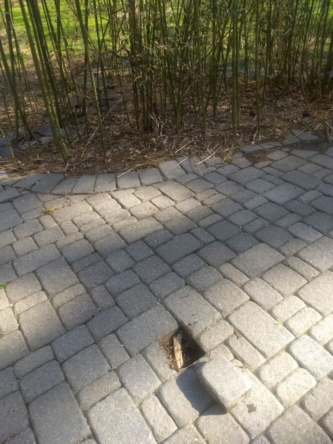Bamboo Damage to Patio Pavers.  Bamboo removal NJ