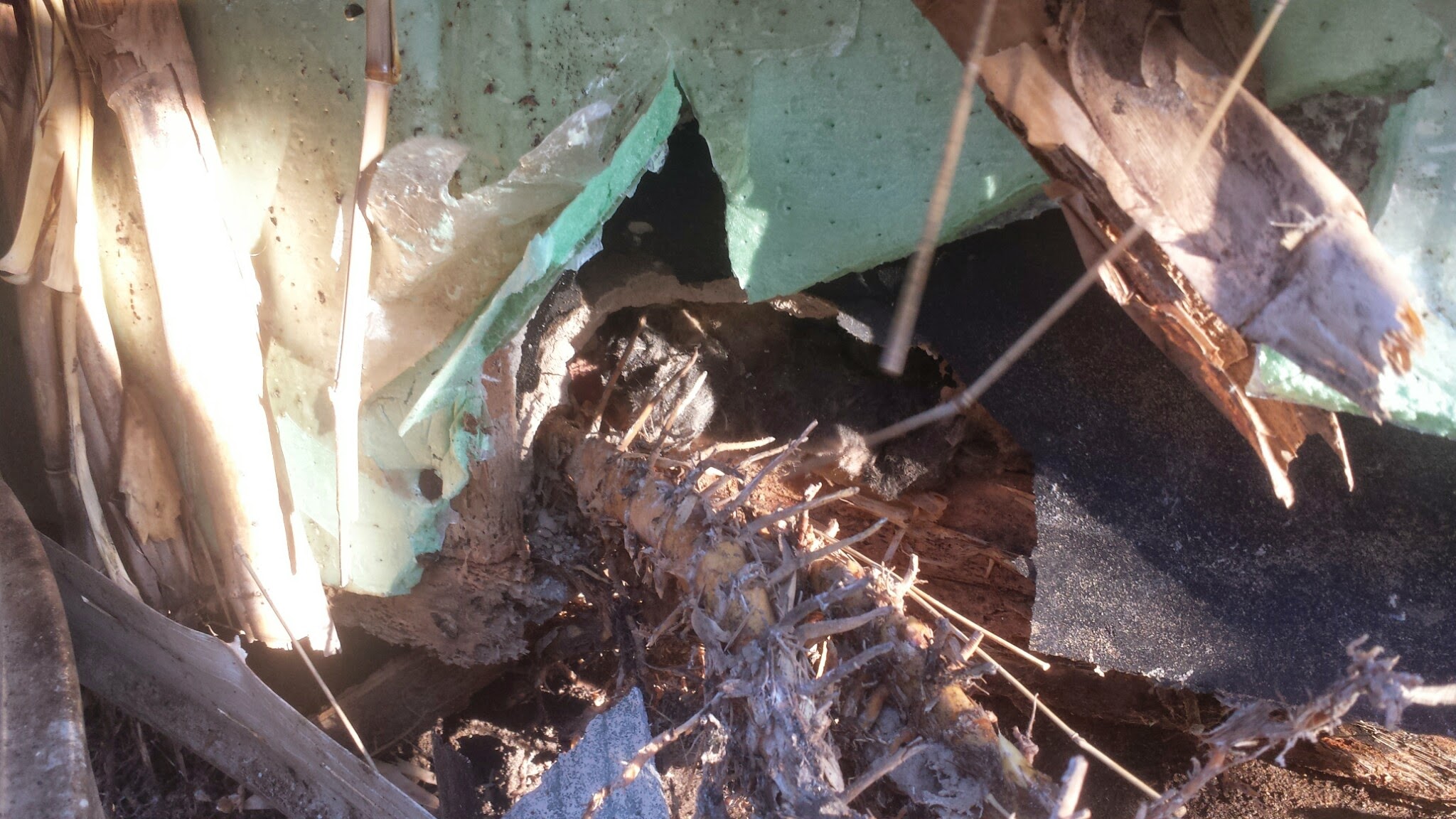 Bamboo Damage to Siding and Foundation